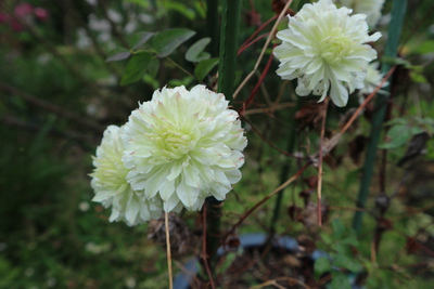 クレマテスの花後