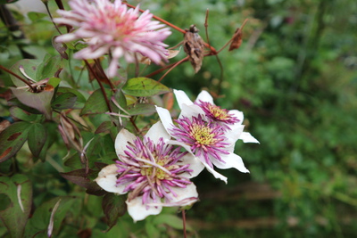 クレマテスの花後