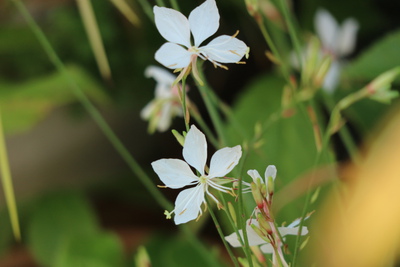 夏の花