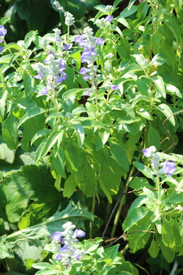 夏の花