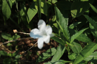 夏の花