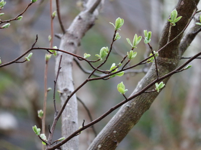 リキュウバイの芽吹き