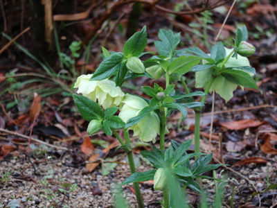 リキュウバイの芽吹き