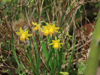 リキュウバイの芽吹き