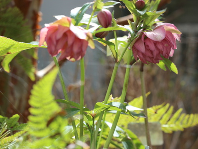 リキュウバイの芽吹き