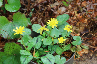 リュウキンカ3月