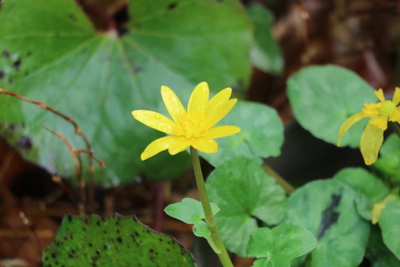 リュウキンカ3月