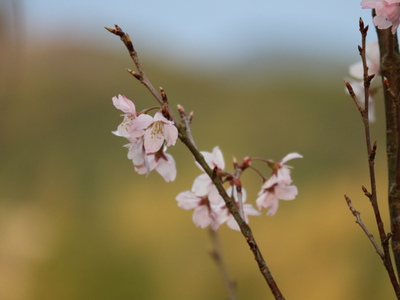 桜の花とバラ