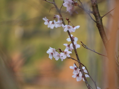 桜の花とバラ