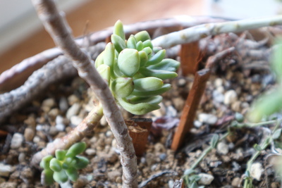 多肉植物たちとクリロ