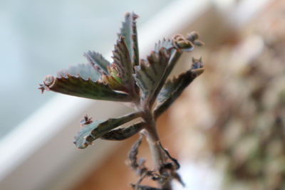 多肉植物たちとクリロ