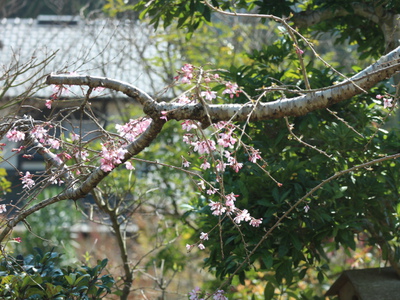 和の庭の花達