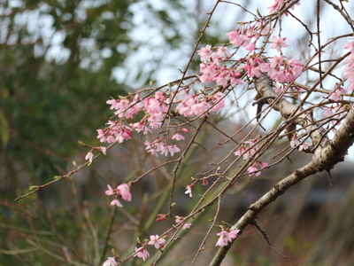 和の庭の花達