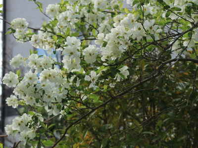 和の庭の花達