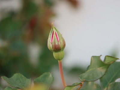 バラの植え替え