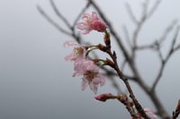 桜の花が咲いた　シュンランの今