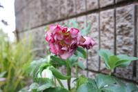 春の草花の開花が早い
