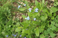 初春の草花たち