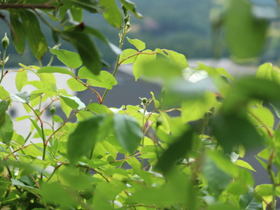 バラの消毒とバラゾウムシ退治