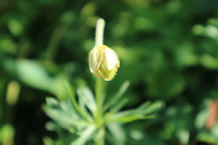 春の草花