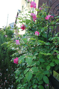 花苗を植えませんか