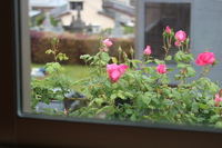 バラとブラキカム