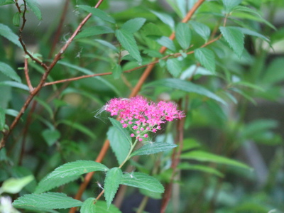 和の庭の花リシマキアなど