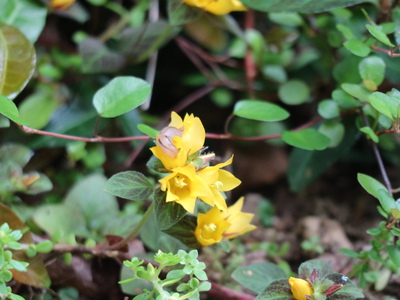 和の庭の花リシマキアなど