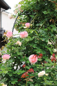 バラの花たち