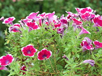 3番花のペチュニア