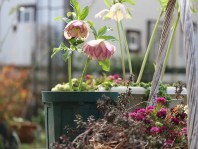 植物の鉢選び