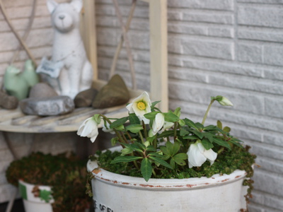 花がらをこまめに摘みましょう！