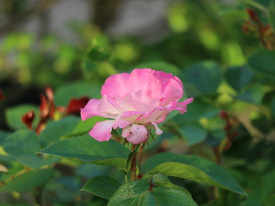 忘れな草とバラ