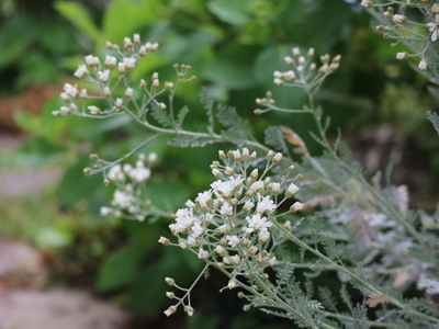 和のにはの草花たち