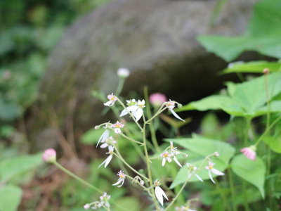 和のにはの草花たち