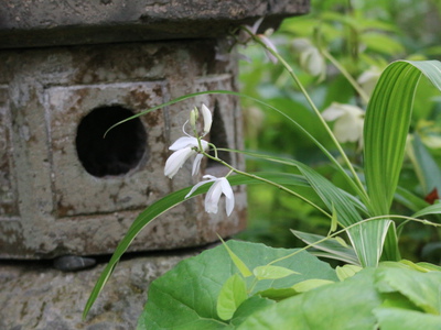 和のにはの草花たち