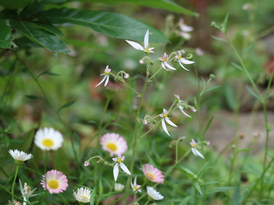 和のにはの草花たち