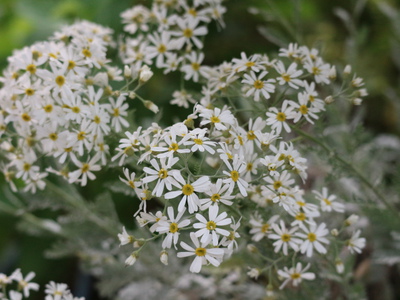 和のにはの草花たち