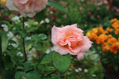 バラの庭を引き立てる草花