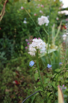 バラの庭を引き立てる草花