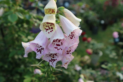 バラの庭を引き立てる草花