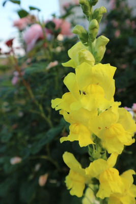 バラの庭を引き立てる草花