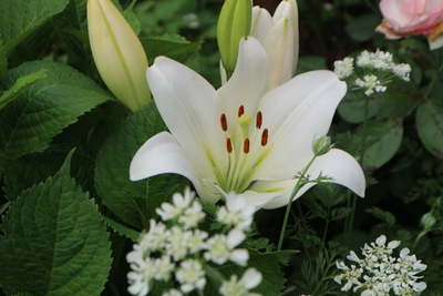 百合の花