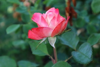庭の整理とバラの２番花