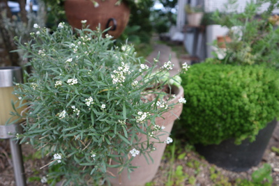 切り戻しの花