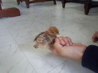 怖がりヒヨコ♡