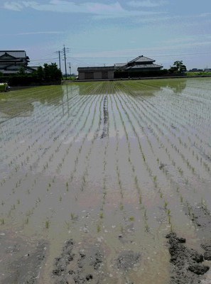 田植えのお話