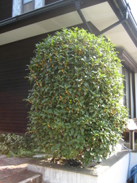 ｷﾝﾓｸｾｲの花ことばって素敵だな！