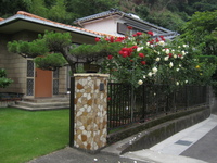 薔薇の咲くお家