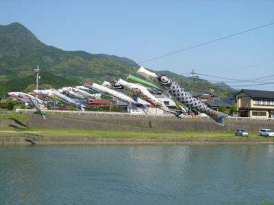 鯉のぼり…川を泳ぐ？！